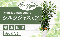 【観葉植物】シルクジャスミン7号鉢(鎌ヶ迫園芸場)