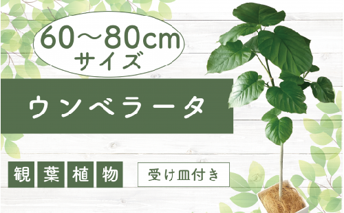 2025年4月中旬～発送【観葉植物】ウンベラータ60cm～80cm(Green Base/014-1370) 南国鹿児島県で育った 観葉植物！植物 鉢付 インテリア 室内 オフィス おしゃれ プレゼント ギフト 開店祝い 移転祝い マイナスイオン【配送不可地域：北海道・沖縄県・離島】