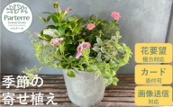 花屋が贈る季節の寄せ植え鉢【通常受付】