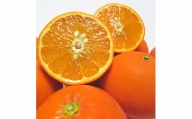 【2023年4月発送】有田育ちの爽快セミノールオレンジ(ご家庭用)　約2.5kg