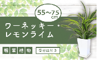 先行受付【観葉植物】ワーネッキー・レモンライム55cm～75cm(JAいぶすき)