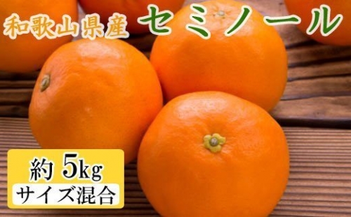 和歌山県由良町産セミノールオレンジ約5kg(サイズ混合　秀品)  381216 - 和歌山県すさみ町