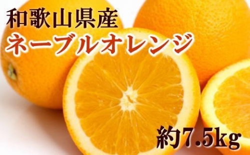 【濃厚】和歌山県産ネーブルオレンジ約7.5kg（サイズおまかせ） 381224 - 和歌山県すさみ町