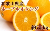 【濃厚】和歌山県産ネーブルオレンジ約7.5kg（サイズおまかせ）