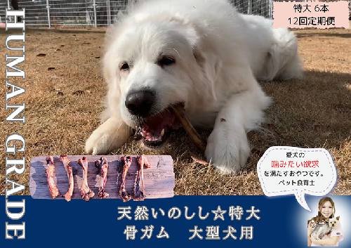 FB183_大型犬向け☆天然いのししの骨ガム6本【定期便】全12回 382056 - 佐賀県みやき町