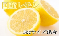☆先行予約☆【産直】和歌山産レモン約3kg（サイズ混合）　※2023年3月上旬４月下旬より順次発送