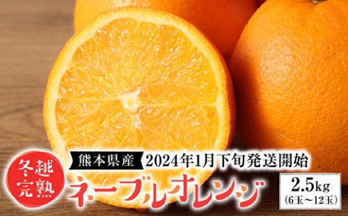 【先行予約】熊本県産 冬越完熟 ネーブルオレンジ 2.5kg （6玉～12玉） 柑橘