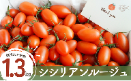【 1.3kg 】げんき農場の朝採れ シシリアンルージュ ｜ トマト ミニトマト とまと 八街 千葉 トマト1.3kg