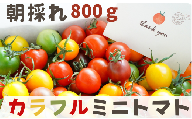 【 800g 】げんき農場の カラフルミニトマト ｜ 5種類食べ比べ トマト ミニトマト トマト800g 八街 千葉 渡辺パイプ 朝どれ 産地直送