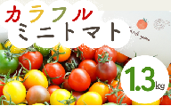 【 1.3kg 】げんき農場の カラフルミニトマト ｜ トマト ミニトマト トマト1.3kg 八街 千葉 渡辺パイプ 朝どれ