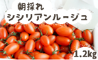 【ギフトBOX】 げんき農場 の 朝採れ シシリアンルージュ ミニトマト ギフト用 贈答用 ギフト トマト 1.2kg
