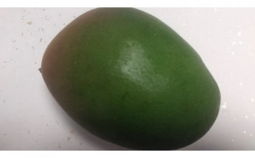A-072　大きな緑色のマンゴー（キーツ）1個
