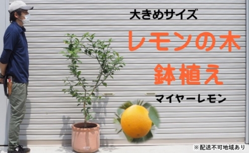 鉢植え レモンの木 マイヤー 大きめサイズ 配送不可 北海道 沖縄 離島 385980 - 福岡県朝倉市