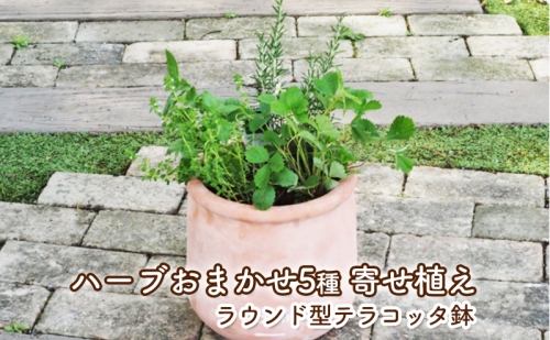 ハーブ 寄せ植え 5種 ラウンド型 テラコッタ鉢 25cm 植物 インテリア ガーデン 385982 - 福岡県朝倉市