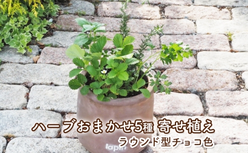 ハーブ 寄せ植え 5種 ラウンド型 チョコ色 25cm 植物 インテリア ガーデン 385983 - 福岡県朝倉市