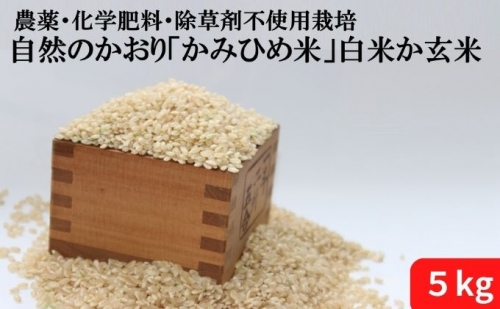 自然のかおり「かみひめ米」白米か玄米 5kg 38618 - 埼玉県鳩山町