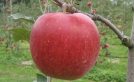 JAながの りんご シナノスイート[秀品]約5kg