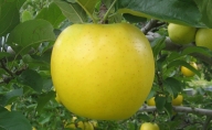 JAながの りんご シナノゴールド[秀品]約5kg