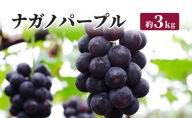 ナガノパープル 約3kg JAながの ぶどう 長野 坂城町産 ブドウ フルーツ 果物