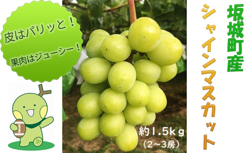 シャインマスカット 約1.5kg 2房～3房 柳澤果樹園 ぶどう 長野 マスカット ブドウ フルーツ 果物 シャイン【 果物類 】 葡萄  386290 - 長野県坂城町