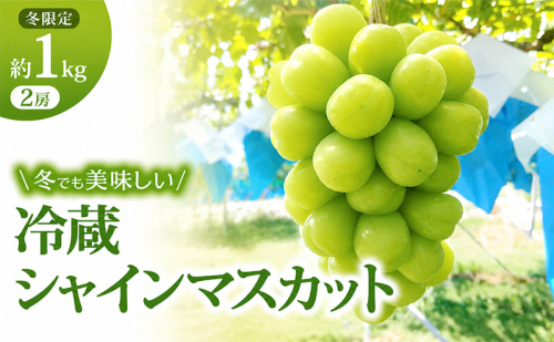 【11・12月発送】富山葡萄園の冷蔵シャインマスカット約1kg(2房） 果物類 ぶどう フルーツ ブドウ 果物  386295 - 長野県坂城町