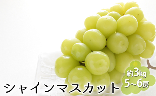 シャインマスカット 約3kg（5～6房） 果物類 ぶどう 葡萄 フルーツ デザート 食後 おやつ 長野県産 産地直送  386308 - 長野県坂城町