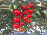 高知県産フルーツトマト約1.3キロ糖度８度以上　岡山淳風会タニタ食堂採用品