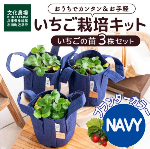 018BK03N.【予約受付】いちご栽培キット(いちご苗3プランター)プランターカラー:ネイビー 386612 - 兵庫県市川町