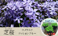 【 エメラルドクッションブルー 】 芝桜 （ 15株 ） 花