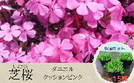 【 ダニエルクッションピンク 】 芝桜 （ 15株 ）