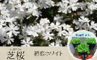 【 初恋ホワイト 】 芝桜 （ 15株 ）