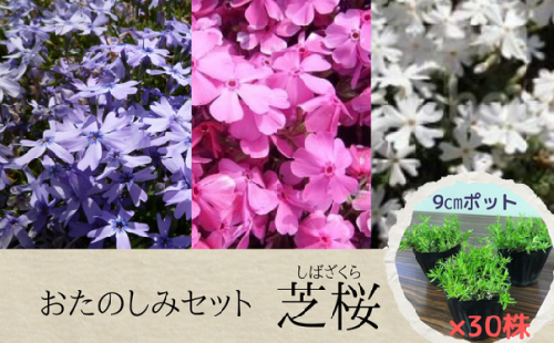 BF-2d【どの品種が来るかお楽しみ】芝桜（30株） 387803 - 千葉県八街市