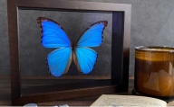 [№5757-0284]昆虫標本 FlyingMorphoButterfly　空を翔ぶ宝石　モルフォ蝶