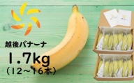 【雪国新潟産バナナ】1.7kg（12～16本）濃厚な甘さともっちり食感！安心安全の越後バナーナ[ZH628]