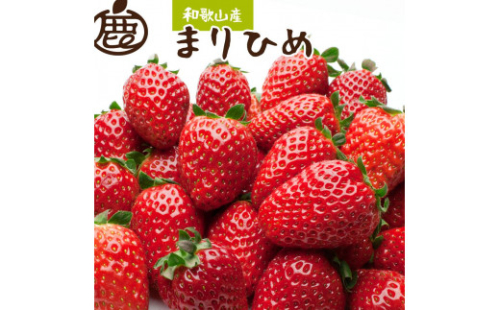 朝摘み完熟まりひめ約1.2kg（300g前後×4トレイ）［和歌山ブランド苺まりひめ］［こだわりの土耕栽培のいちごを農家直送］［IKE97］ 389758 - 和歌山県上富田町