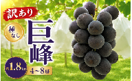 先行受付[訳あり] 種なし巨峰 約1.8kg 4〜8房 2026年8月下旬〜10月上旬頃発送予定[新規就農者応援コース 幸作会]|訳あり 巨峰 ぶどう 葡萄 ブドウ 種無し 果物 フルーツ クール便 冷蔵便 生産者応援 不揃い 傷 長野県 小布施町[K-29]