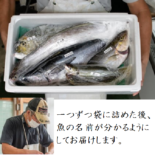 3回定期便】魚屋さんの選んだ新鮮お魚詰め合わせ（約6～8人分） 392644