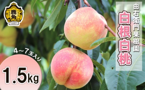 【9月下旬発送開始】白根白桃 約1.5kg（4～7玉）【由右衛門果樹園】