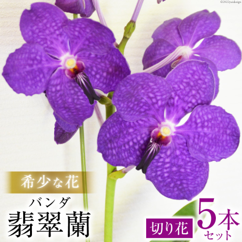AG052希少な花　「華やかな恋」の予感　翡翠蘭（バンダ）　切り花５本セット 393035 - 長崎県島原市