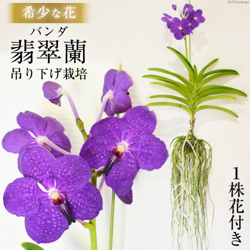 AG051希少な花　心躍る「華やかな恋」の予感　翡翠蘭（バンダ）　１株花付き 393036 - 長崎県島原市