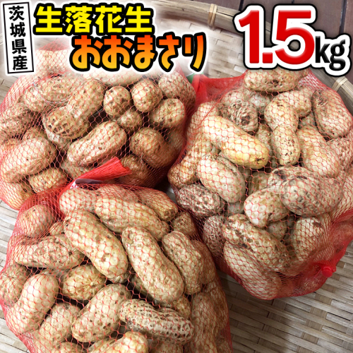 新豆 生落花生 おおまさり 1 5kg 新鮮 穫れたて 落花生 豆 まめ ジャンボ 2倍 茨城県牛久市 Au Pay ふるさと納税