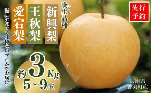【先行予約】梨 （新興梨 王秋梨 愛宕梨のいずれか）3kg（5～9玉）10月中旬から12月下旬にかけて発送 晩生品種（新興・王秋・愛宕）のいずれかを時期によってお届け。大人気 人気 ふるさと納税 返礼品 おすすめ ランキング 梨の一大産地香住からお届け 絶妙な美味さ 味と品質へのこだわり 兵庫県 香美町 香住 国産 果物 フルーツ ナシ なし 和梨 贈答 ギフト JAたじま 9000円 12-06