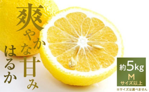 口いっぱいに広がる爽やかな甘み!「はるか」約5kg入＜C28-20＞【1046133】