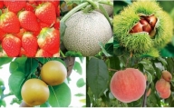 熊本県ＪＡくま産　球磨の季節のフルーツセット(苺、メロン、桃、梨、栗)