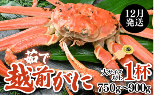 【12月発送限定】茹で越前がに 1杯 750g~900g(大サイズ以上)《新鮮!茹でたてを発送》/ 高級 福井 ブランド ズワイガニ 黄色タグ ボイル 冷蔵 蟹 カニ 期間限定【年内発送 12月25日まで】 394735 - 福井県あわら市