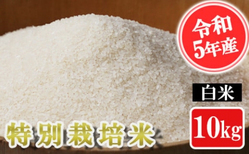 K01-3 特別栽培米 白米 10kg 395078 - 熊本県南関町