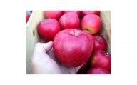りんご 「シナノスイート」家庭用  5kg (約14～20個) _A16【1073681】