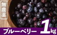 [数量限定]鹿児島県曽於市産 ブルーベリー 約1kg 国産 果物 フルーツ[古里庵]A-163