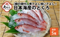 【真鯛の頭付き】煮てよし焼いてよし！ 日本海産のどぐろ 5パック ／  高級魚 ビール 煮魚 焼き魚 おつまみ 魚介類 海の幸 国産 個包装 お取り寄せ