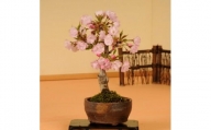 【39-03】 養庄園 ミニ盆栽：桜盆栽